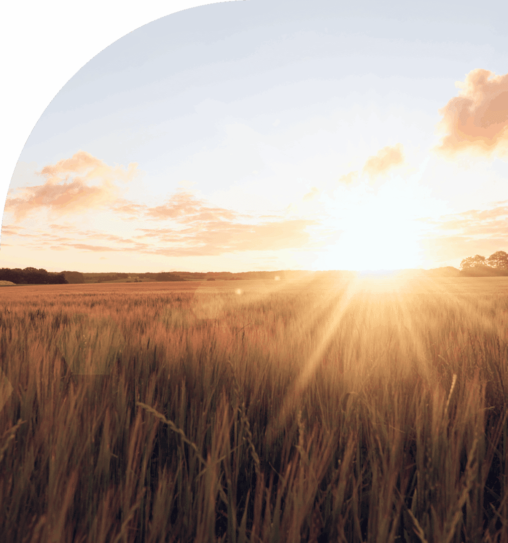 Sunlight shining on grassy landscape